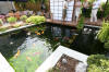 The koi pond of ZOOM 1  38 