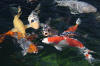 The koi pond of ZOOM 2  56 