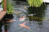 The koi pond of ZOOM 3  9 