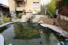 Petit bassin à koi en Alsace : les premières photos  30 