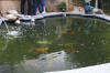 Petit bassin à koi en Alsace : la suite photos  29 