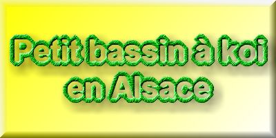 Petit bassin  koi en Alsace : la suite photos  1 