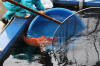 The pond of Takigawa San - Le bassin  koi de Takigawa San the pics  46 