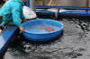 The pond of Takigawa San - Le bassin  koi de Takigawa San the pics  42 