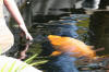 bassin a Koï dans un jardin Alsace 2007 - 2  9 