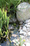 bassin a Koï dans un jardin Alsace 2007 - 2  4 