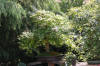 bassin a Koï dans un jardin Alsace 2007 - 3  29 