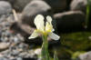 bassin a Ko dans un jardin Alsace 2007 - 3  30 