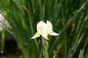 bassin a Ko dans un jardin Alsace 2007 - 3  28 