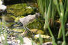 bassin a Koï dans un jardin Alsace 2007 - 3  27 