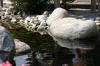 bassin a Koï dans un jardin Alsace 2007 - 3  18 