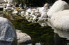 bassin a Koï dans un jardin Alsace 2007 - 3  7 