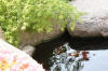 bassin a Ko dans un jardin Alsace 2007 - 4  33 