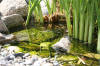 bassin a Ko dans un jardin Alsace 2007 - 4  17 