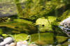 bassin a Ko dans un jardin Alsace 2007 - 4  10 