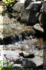 Le bassin de bandito en 2005 - La cascade  8 
