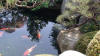 Un jardin Japonais au Japon set de photos 2  33 