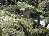 Un jardin Japonais au Japon set de photos 2  19 