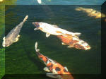 Bassin à koï 110t 3  8 
