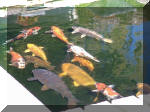 Bassin à koï 110t 3  10 