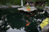 Garden party in Germany - le bassin - the pond 1  50 
