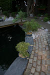 Garden party in Germany - le bassin - the pond 1  28 