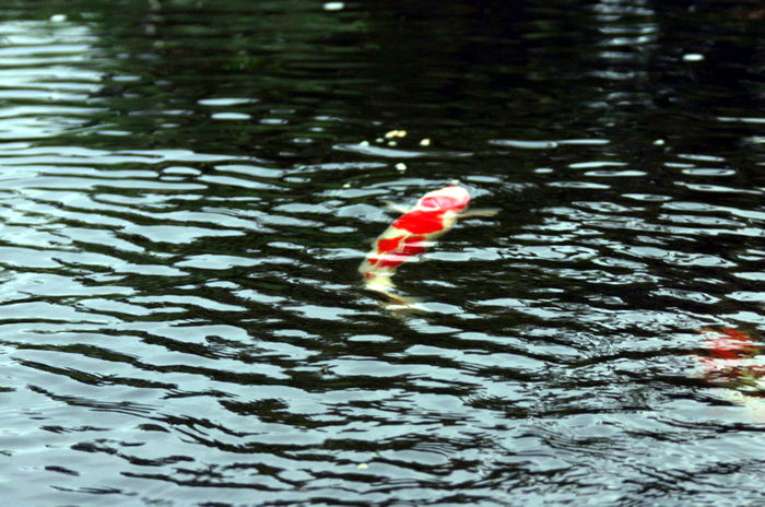 Purnod 7 un jardin japonais de rêve  2 