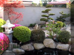 Bassin a koï et jardin Japonais Richert 1 - suite 2  12 