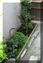 Bassin a ko et jardin Japonais Richert 1 - suite 2  22 