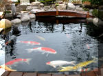 Bassin a koï et jardin Japonais Richert 2 - la réabilitation  11 