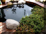 Bassin a koï et jardin Japonais Richert 2 - la réabilitation  17 
