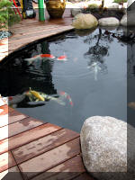 Bassin a koï et jardin Japonais Richert 2 - la réabilitation  21 