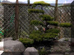 Bassin a koï et jardin Japonais Richert 2 - la réabilitation  23 