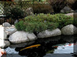 Bassin a koï et jardin Japonais Richert 2 - la réabilitation  27 