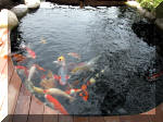 Bassin a koï et jardin Japonais Richert 2 - les finitions  10 