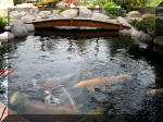 Bassin a koï et jardin Japonais Richert 2 - les finitions  13 
