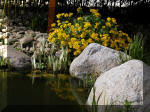 Bassin a ko et jardin Japonais Richert 3 - Le jardin Japonais  15 