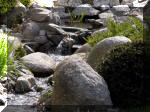 Bassin a koï et jardin Japonais Richert 3 - Le jardin Japonais  21 
