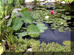 Bassin a koï et jardin Japonais Richert 4 - Le jardin Japonais  2 