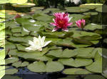 Bassin a koï et jardin Japonais Richert 4 - Le jardin Japonais  3 