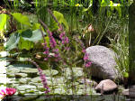Bassin a koï et jardin Japonais Richert 4 - Le jardin Japonais  7 