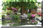 Bassin a koï et jardin Japonais Richert 5 - Le jardin Japonais  2 
