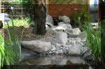 Bassin a koï et jardin Japonais Richert 5 - Le jardin Japonais  4 