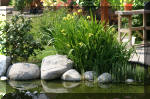 Bassin a koï et jardin Japonais Richert 5 - Le jardin Japonais  10 