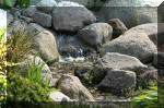 Bassin a koï et jardin Japonais Richert 5 - Le jardin Japonais  20 
