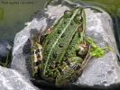 grenouille_verte.jpg