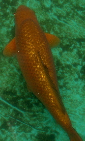 s%20KOI.jpg
