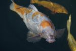 thumb_Visite-koi-san-et-POJK-038-.jpg