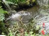 Parc_du_chateau_la_serre009.jpg