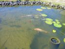 bassin 057.jpg